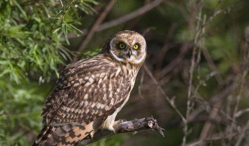 日本高温致动物园猫头鹰“瘫”成网红，萌态引发网友热议