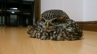 主人给猫头鹰开空调降温，萌宠反应逗乐网友