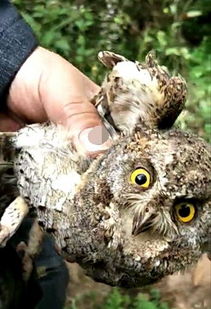 救助与放飞 一次关于生命的偶遇