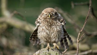 动物睡眠奇观与“猫头鹰网络科技”的灵感