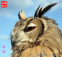 雕鸮的面部表情 黑龙江鸟网与猫头鹰网络科技的奇妙交汇