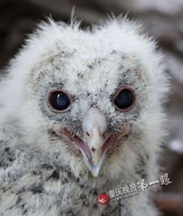 偶遇都市奇客 猫头鹰家庭空调格安家记