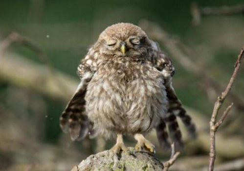 朋友圈首次曝光的沙雕鸟，看完笑喷了