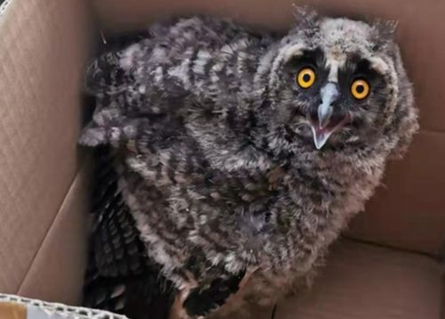 民警暖心救助猫头鹰幼崽，移交救护站获网友点赞