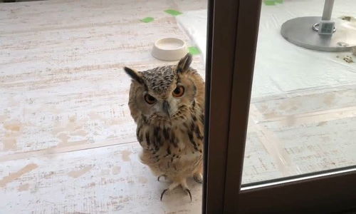 灵性相伴 男子救助猫头鹰，获赠不离不弃的守护