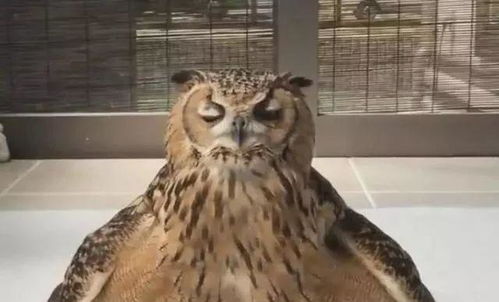 “你完了，猫头鹰网络科技！”——住在家里的“董事鸟”炸毛记